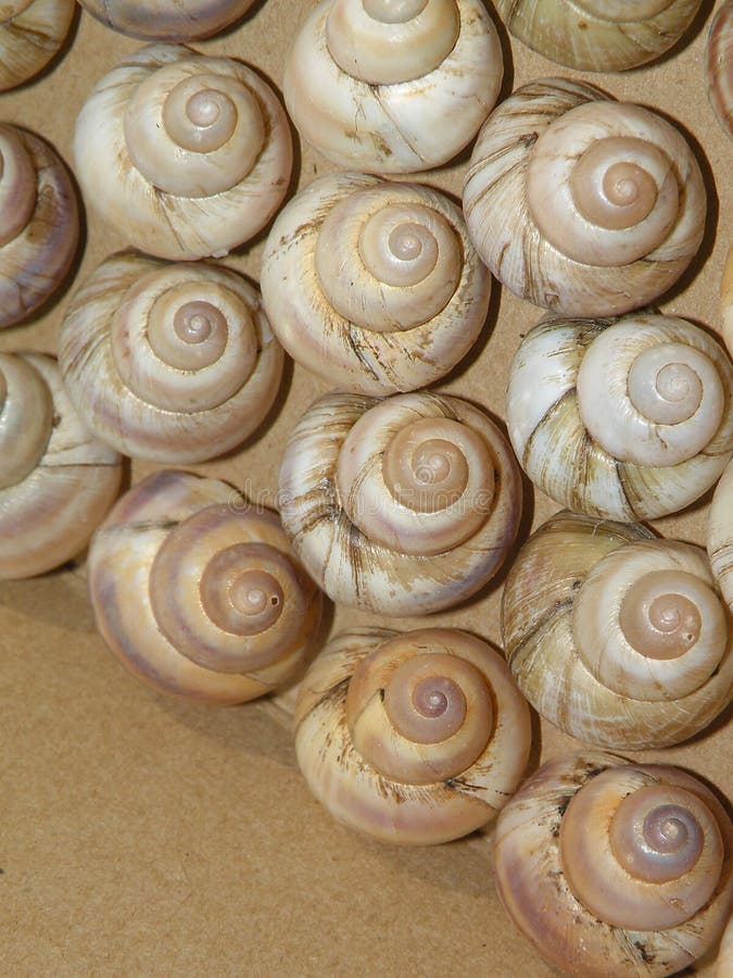 Closeup shells suitable as background