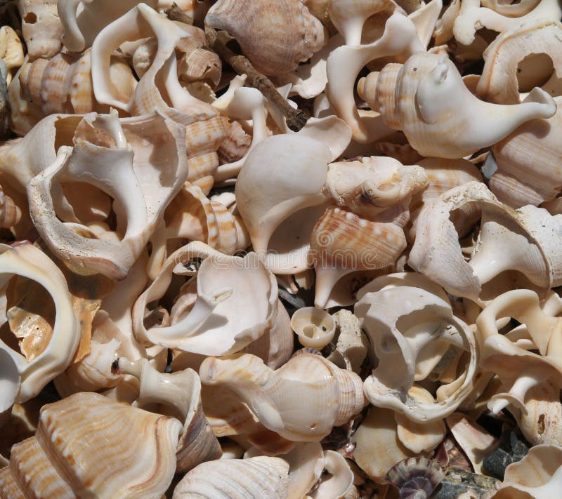 Shells