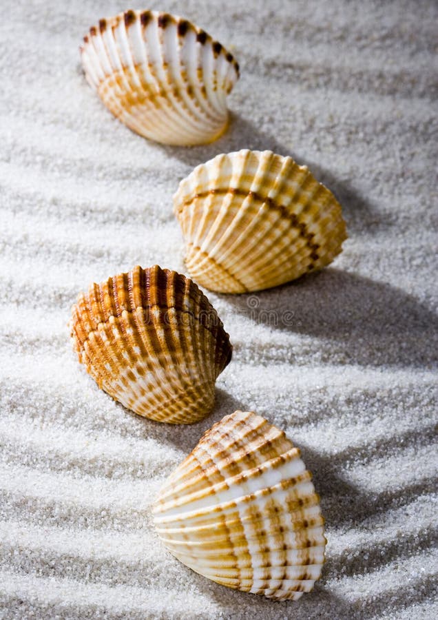 Shells