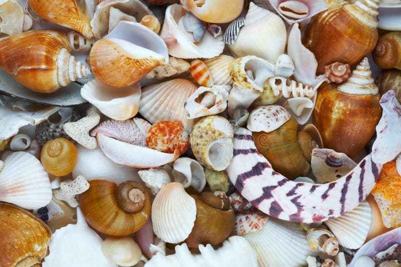 Shells