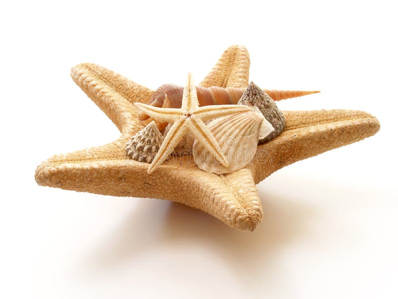 Starfish and shells on white