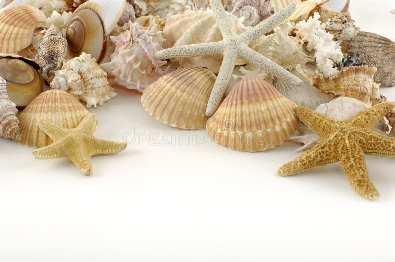 Shells