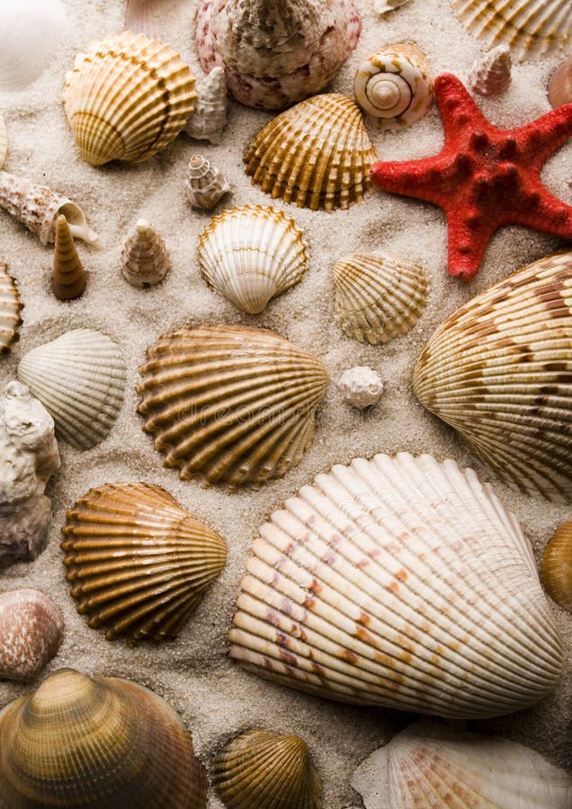 Shells