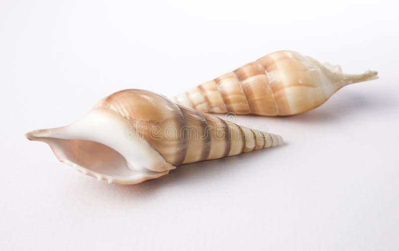 Two shells on a white background