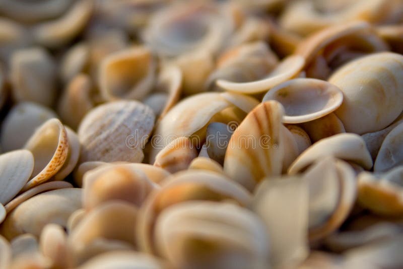 A background with a closeup view of different shells. A background with a closeup view of different shells.