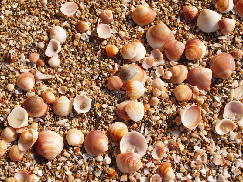 Shells on the beach with sand