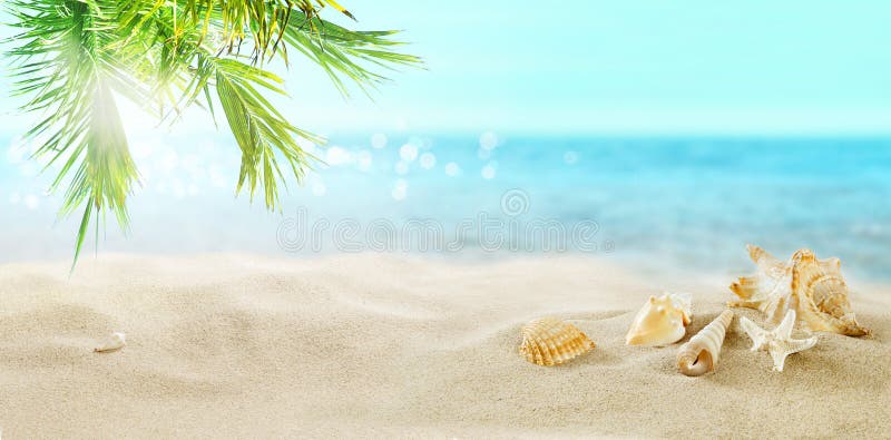 Shells on the beach. Tropical sea.