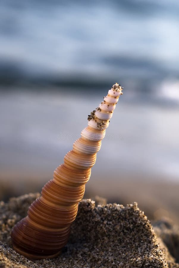 Shells and a bottle