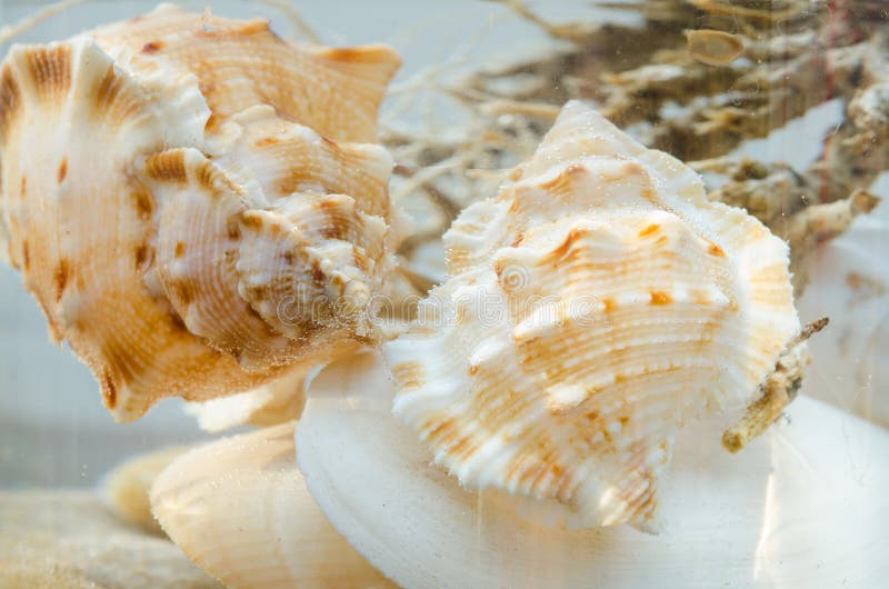 Closeup to shells composition in aquarium