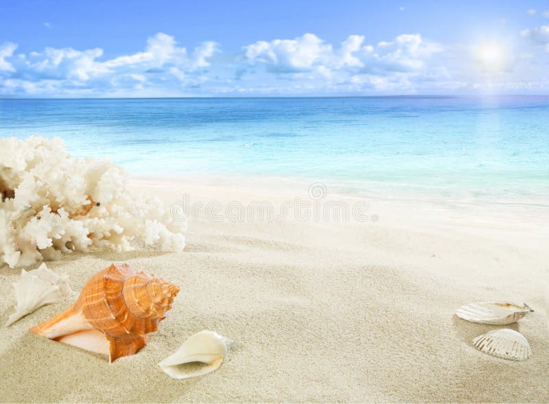 Shells and coral on the beach