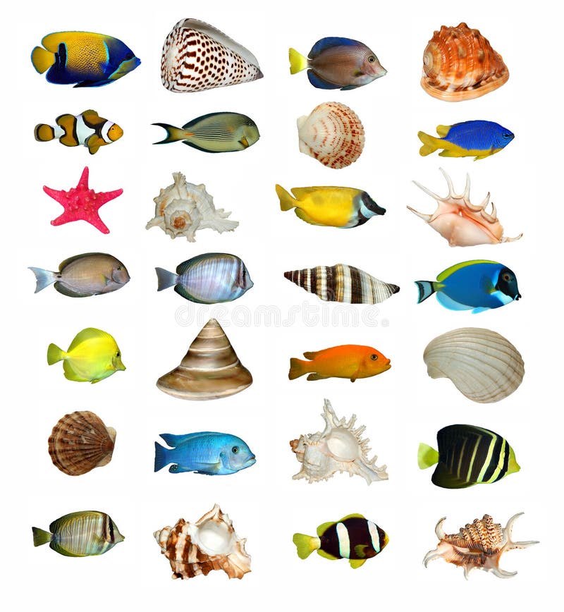 Collection of tropical sea shells and fish. Collection of tropical sea shells and fish