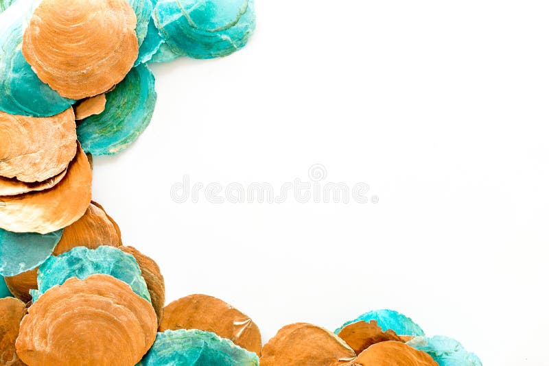 Shells frame on white background top view copyspace stock image