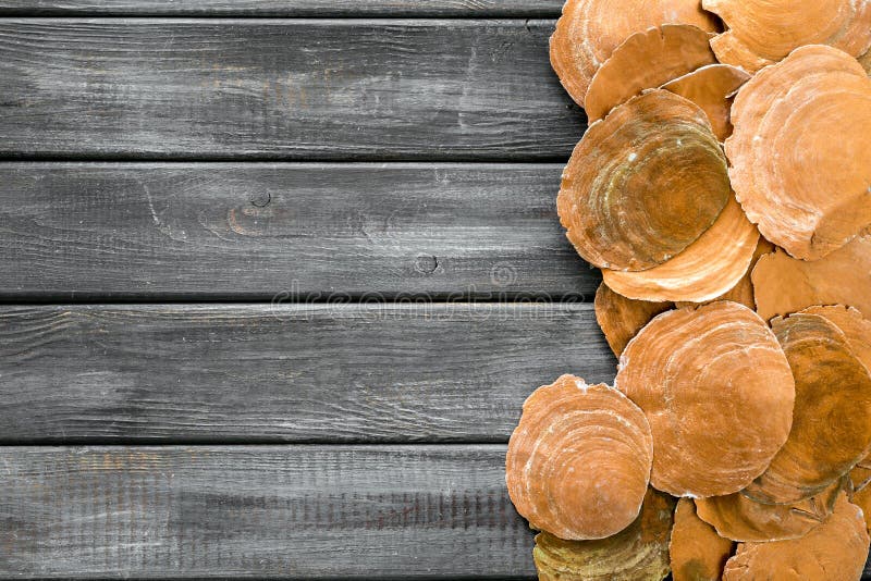 Shells frame on wooden background top view copyspace royalty free stock photos