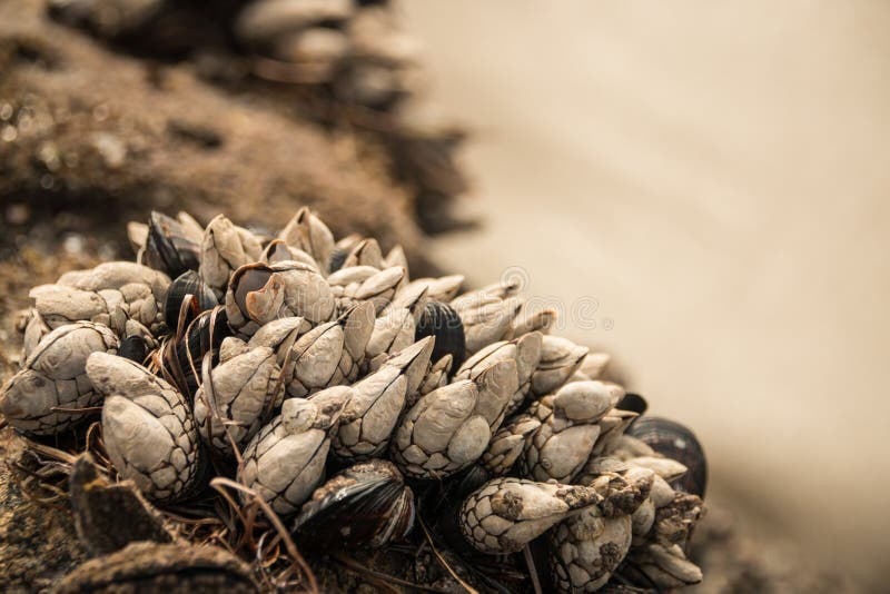 Shells Growing on a Rock at the Beach Stock Image Image of wildlife