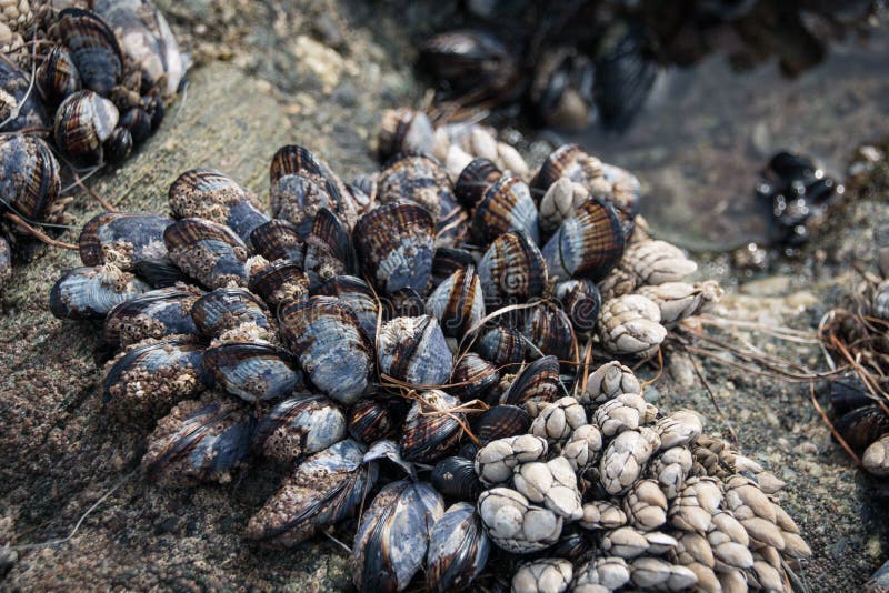 Shells Growing on a Rock at the Beach Stock Photo Image of nature