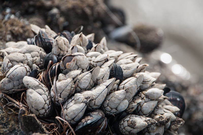 Shells Growing on a Rock at the Beach Stock Image Image of nature