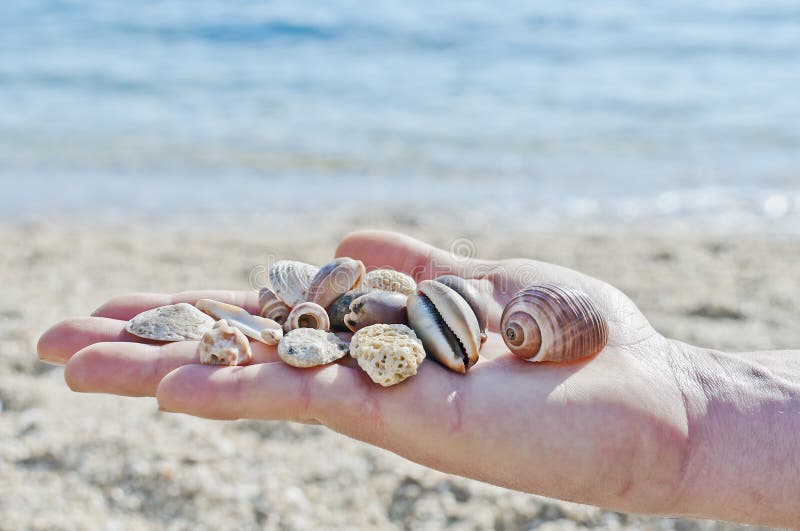 Shells in man s palm