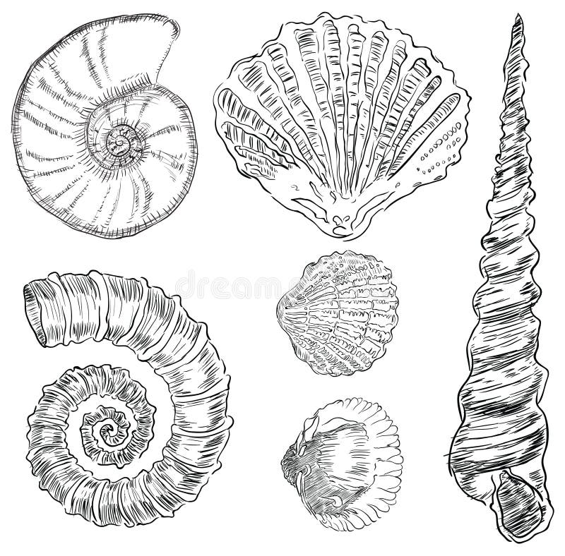 Shells of marine fauna stock illustration