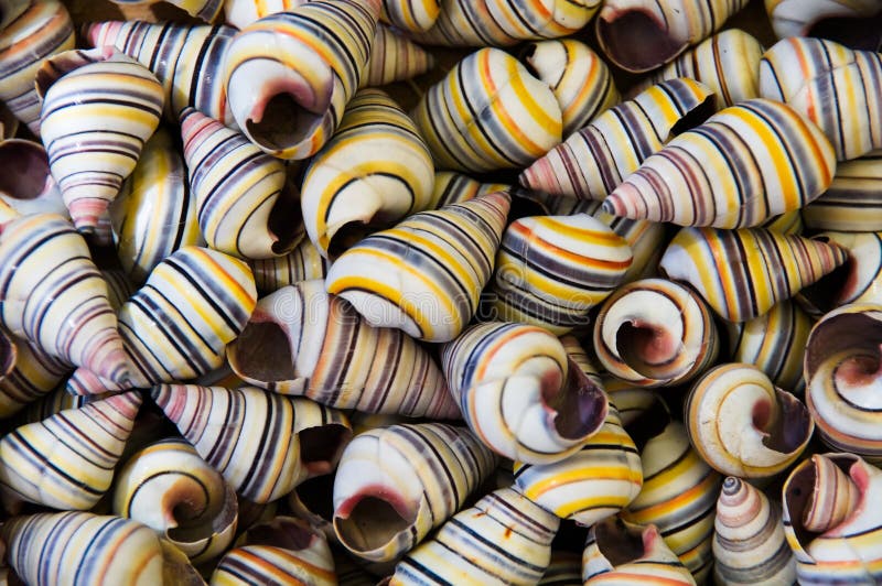Many colored shells lay on a plan. Many colored shells lay on a plan