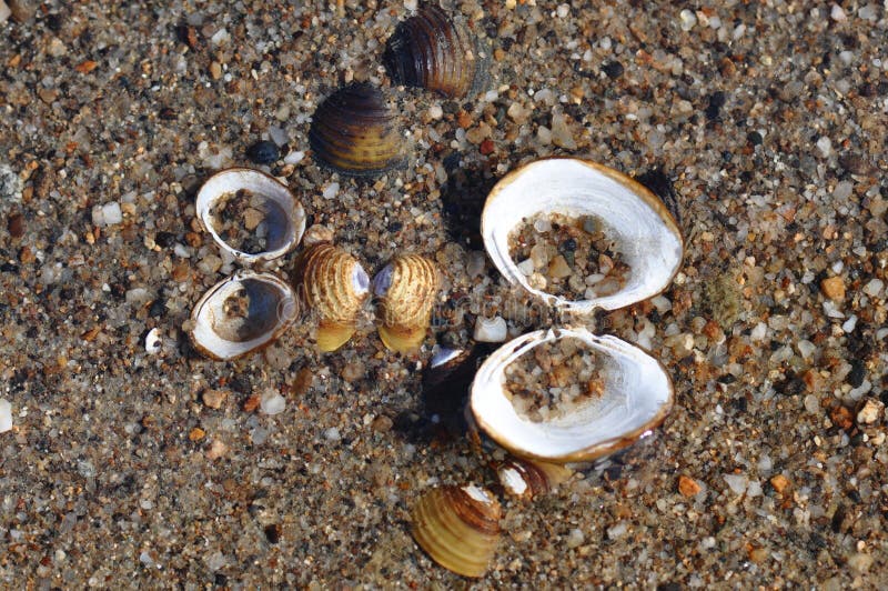 Shells from river stock image. Image of nature, light 108907751