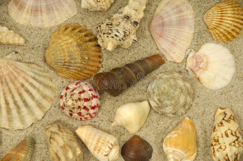 Shells in the sand