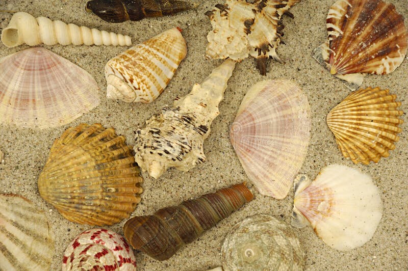 Shells in the sand