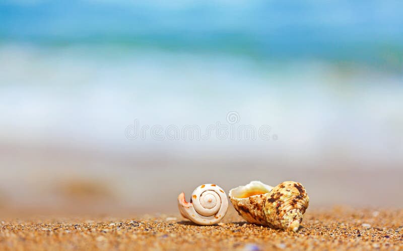 Shells in sand on the sea side