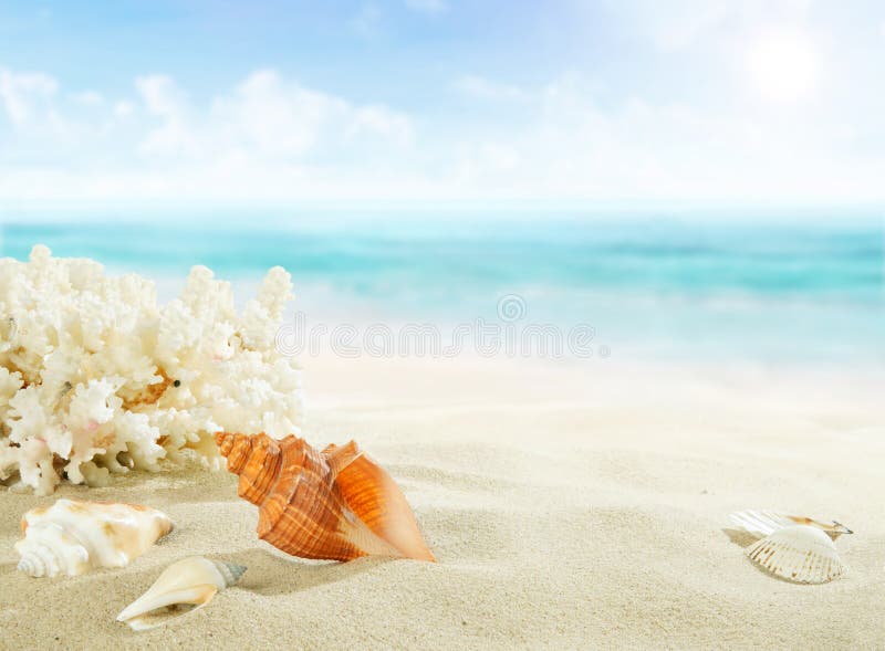 Landscape with Shells on Sandy Beach. Stock Photo - Image of nature ...