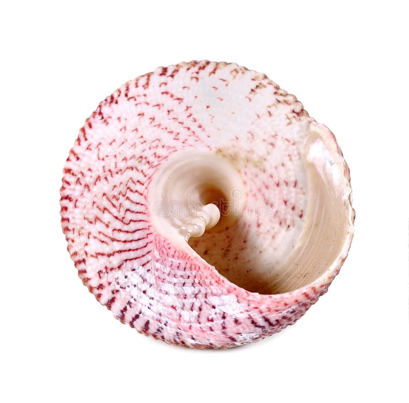 Shells sluiten omhoog geïsoleerd op witte achtergrond royalty-vrije stock foto Shells sluiten omhoog geïsoleerd op witte achtergrond royalty-vrije stock foto