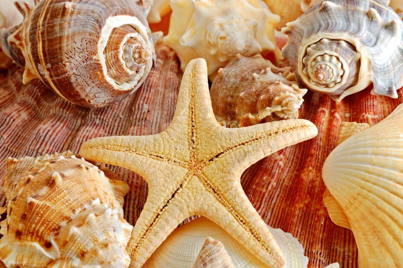 Shells and starfish near a ocean