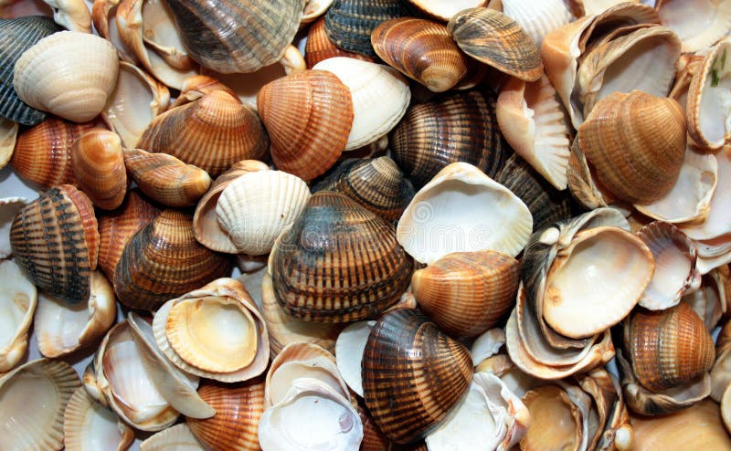 Shells summer vacations background