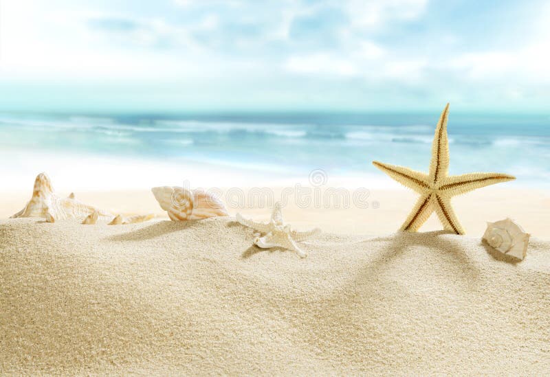 Conchas sobre el soleado Playa.