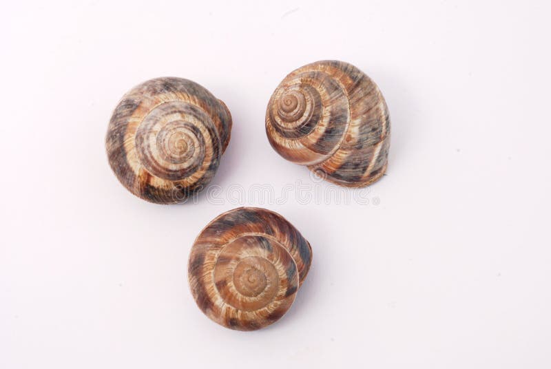 Three Garden snail shells (Helix aspersa) . White background. Three Garden snail shells (Helix aspersa) . White background