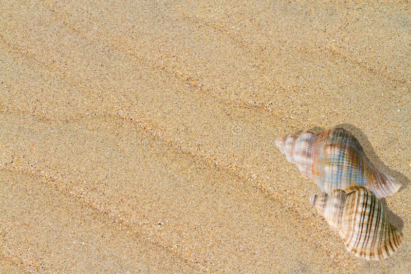 Shells and wave patterns on the sand