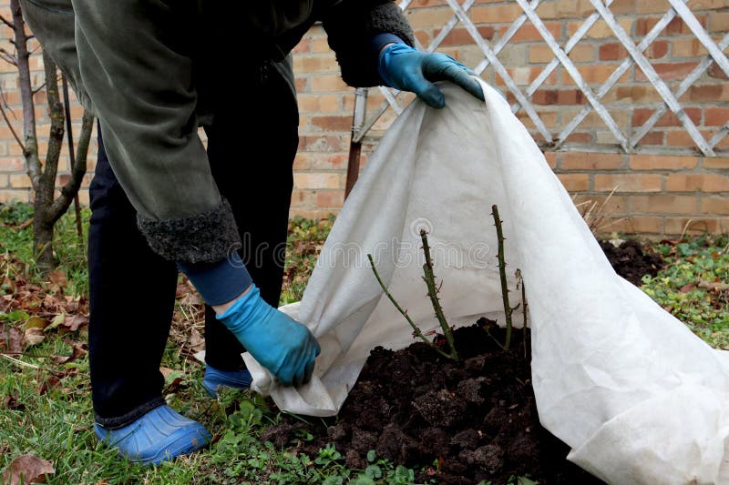 Shelter roses for the winter. Frost protection for garden plants. Autumn garden work. Gloved hands