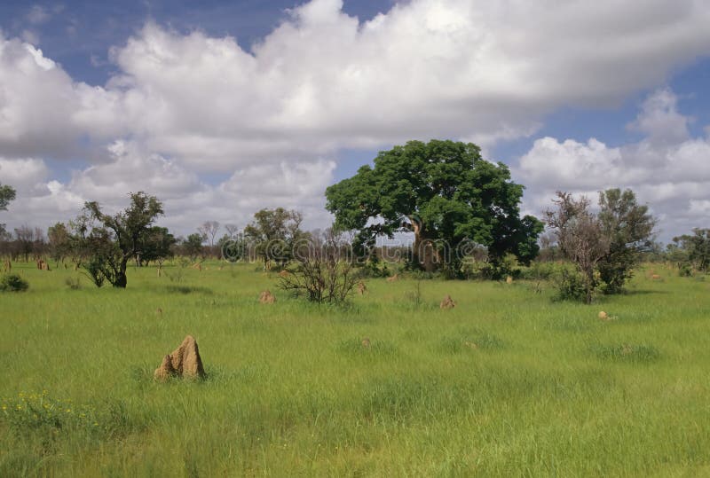 Shelter tubes Termites stock photo. Image of surface - 278167230