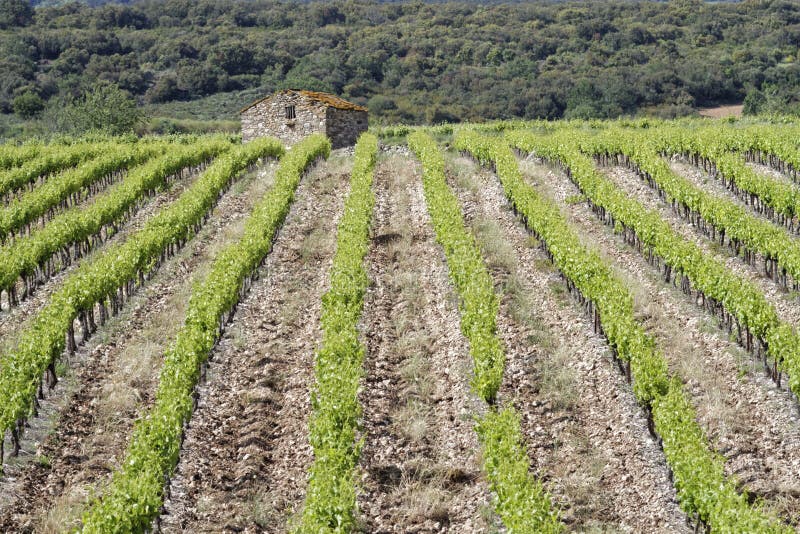 Shelter in vineyard