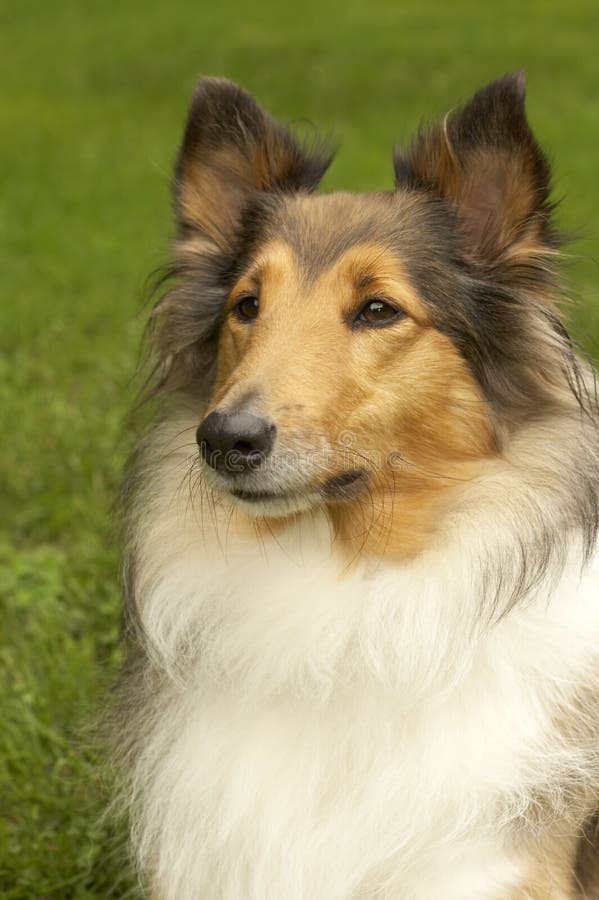 Sheltie Dog Looking In A Mirror Stock Image Image of