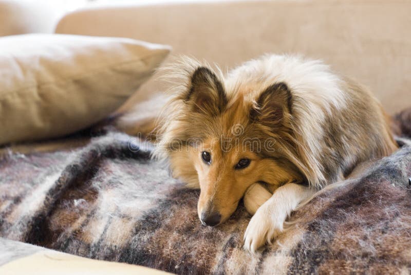 Dog lying on sofa looks tired. Dog lying on sofa looks tired