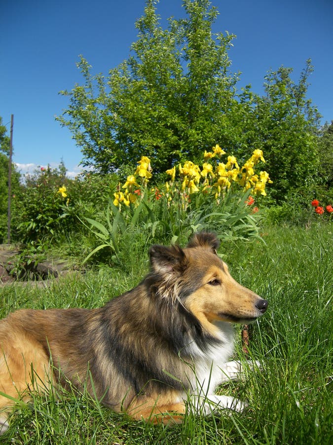 Sheltie dog