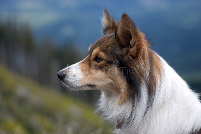 Sheltie Dog.