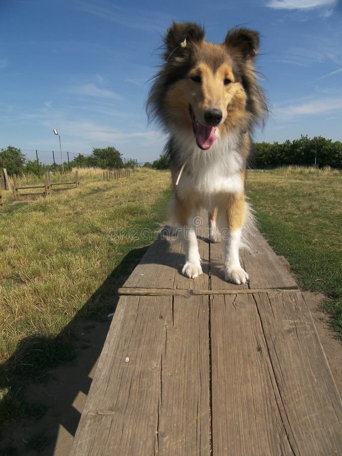 Sheltie dog agility stock image. Image of brown, agility 5614097