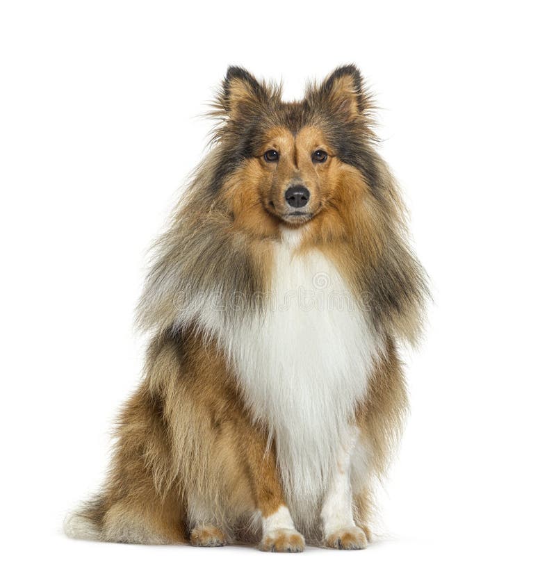Sheltie Dog Sit in Front and Looking at the Camera, Isolated on Stock