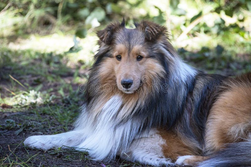 Sheltie Sable Color Dog Laying Down Stock Image Image Of Fluffy