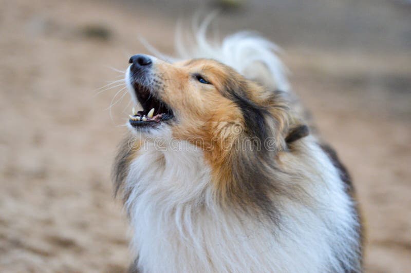 does the shetland sheepdog attack intruders