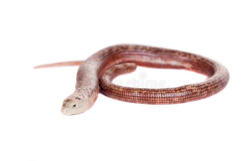 Sheltopusik Or European Legless Lizard On White Stock Photo Image