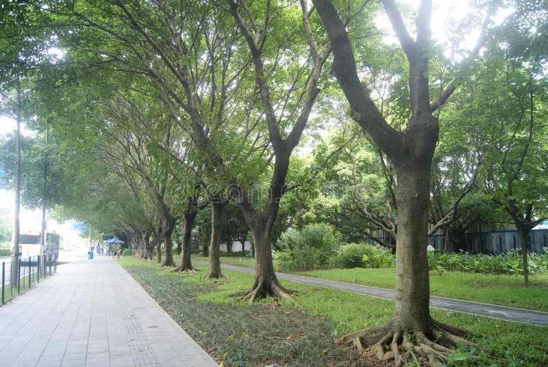Shenzhen, China: sidewalks and green belt