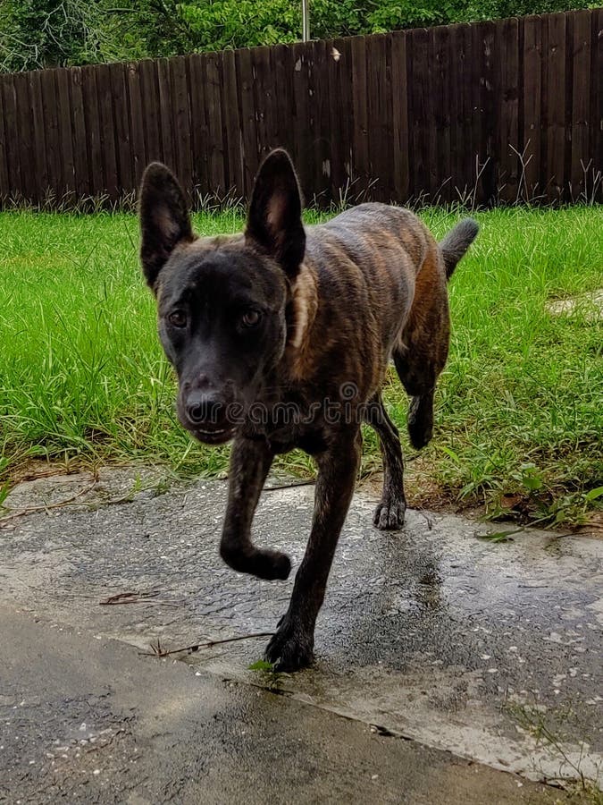Shepard Dog Backyard Dogs Paws Stock Photo Image of shepard, backyard