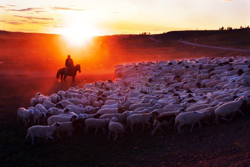 Il pastore è la guida di distanza gregge di pecore.