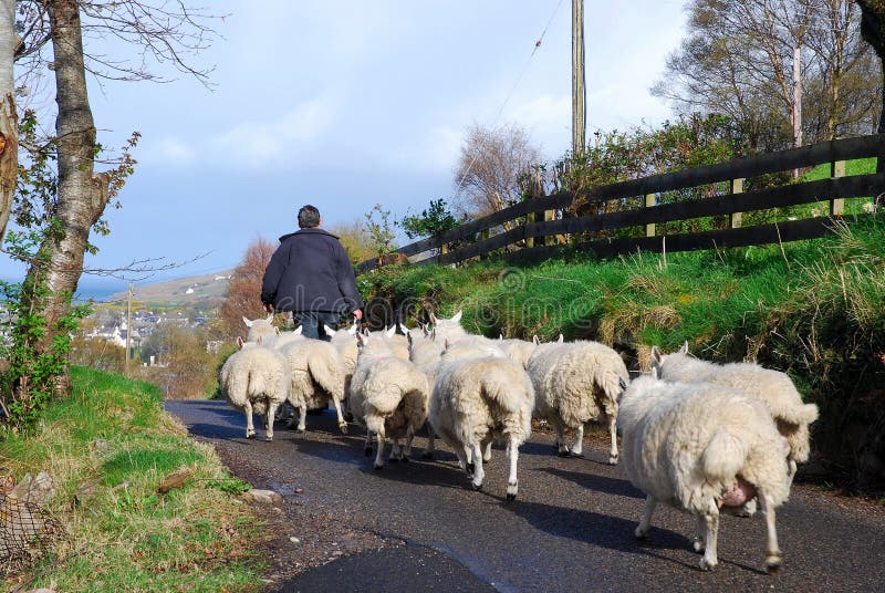 Shepherd With Flock.